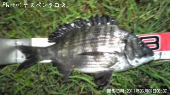 クロダイ