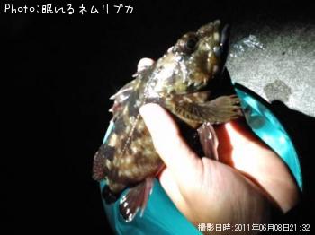 メバル