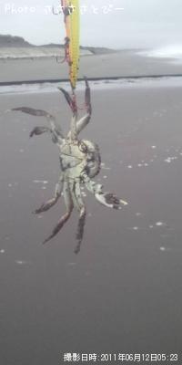 カニ