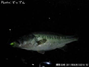 ブラックバス
