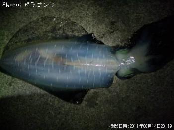 アオリイカ