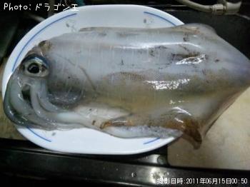 アオリイカ