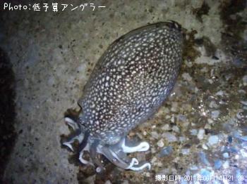 シリヤケイカ