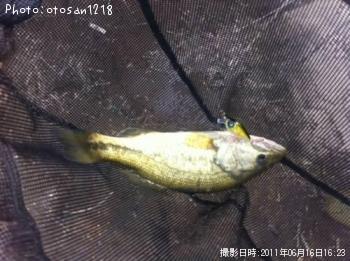 ブラックバス