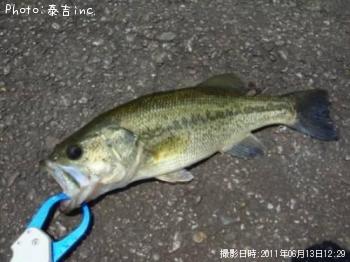 ブラックバス
