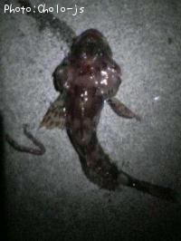 カジカ