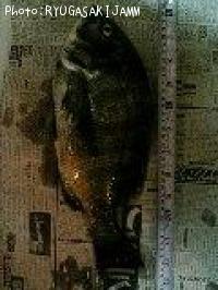黒鯛
