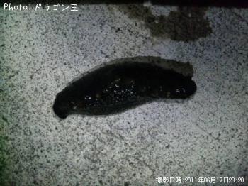 ʥޥ