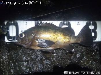 メバル