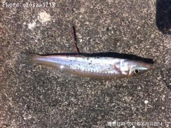 シロギス