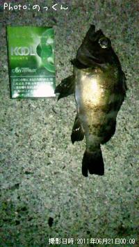 めばる