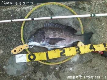 チヌ