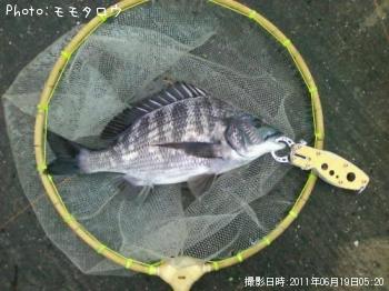 チヌ