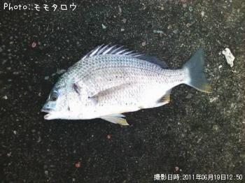 チヌ