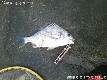 チヌ