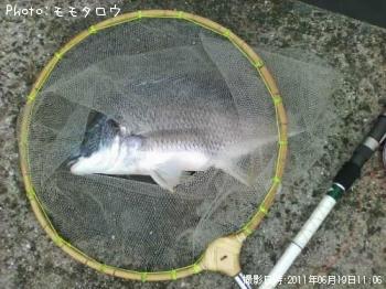 チヌ