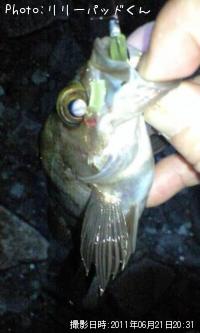 メバルんるん