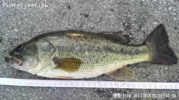 ブラックバス