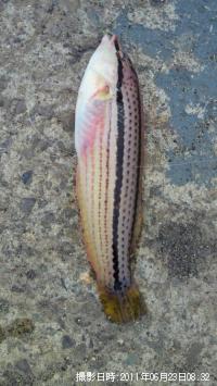奦