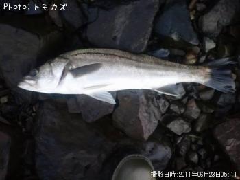 シーバス