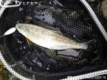 ヤマメ