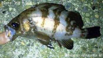 メバル君