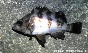 メバル君