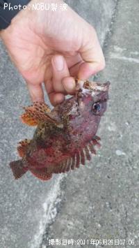 カサゴ