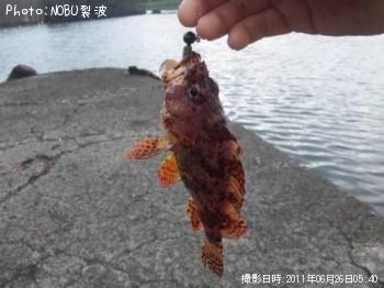 カサゴ
