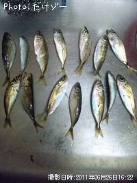 豆アジ