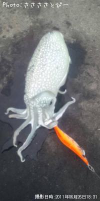 シリヤケイカ