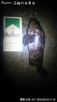 タケノコメバル