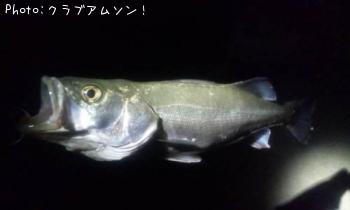 シーバス