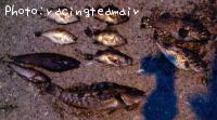 ʥ