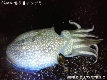 シリヤケイカ