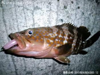 アコウ