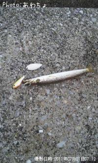 ޥ