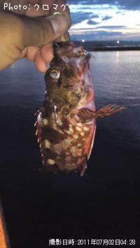 ガシラ