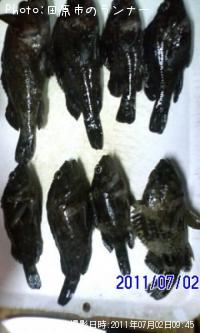 饽