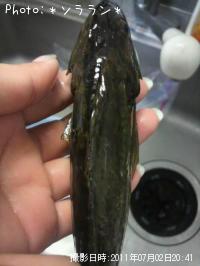 狼ʤΤǤ