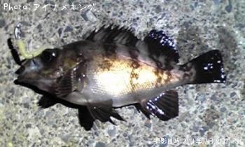 Х뷯