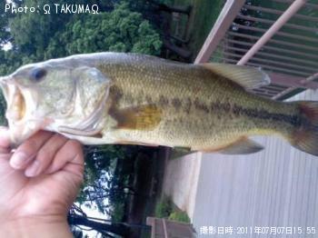 ブラックバス