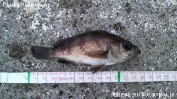 メバル