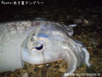 シリヤケイカ