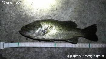 ブラックバス
