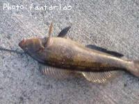 ʥ