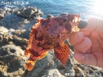 カサゴ
