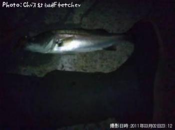 鱸っ子