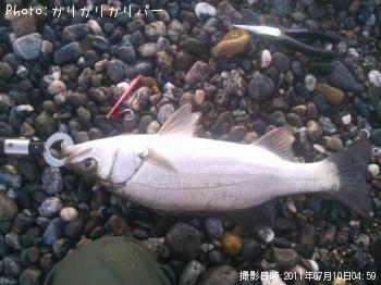 スズキ