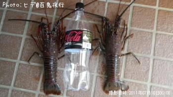 イセエビ